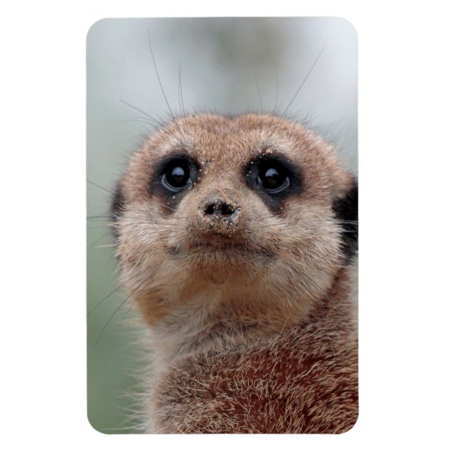 Meerkat 020 magnet (Vertical)
