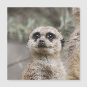 Meerkat 021 by JAMFoto