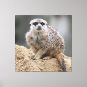 Meerkat 021 canvas print