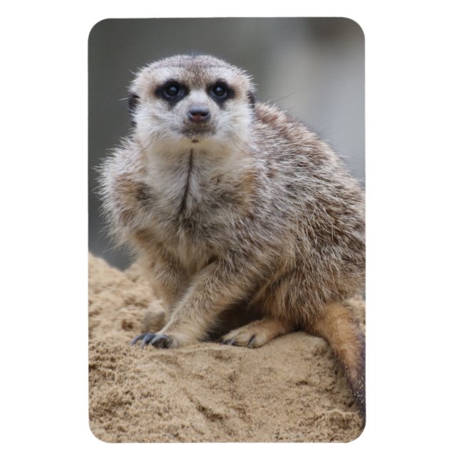 Meerkat 021 magnet (Vertical)