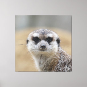 Meerkat 022 canvas print