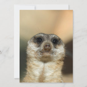 Meerkat 023 holiday card