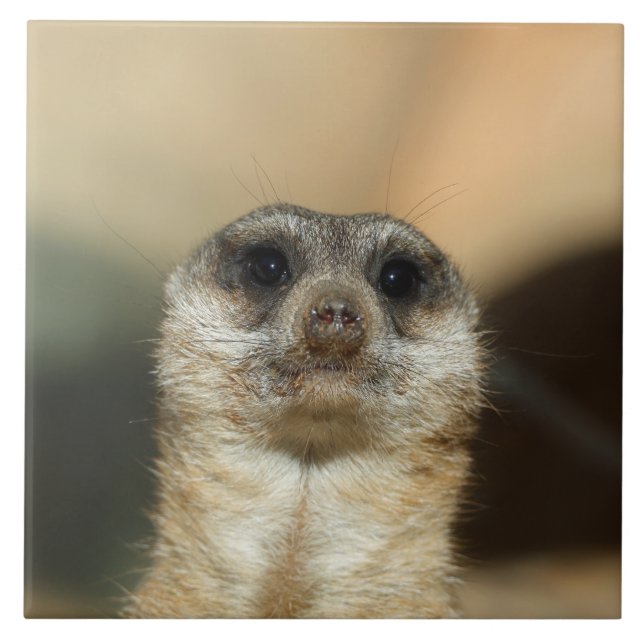 Meerkat 023 tile (Front)