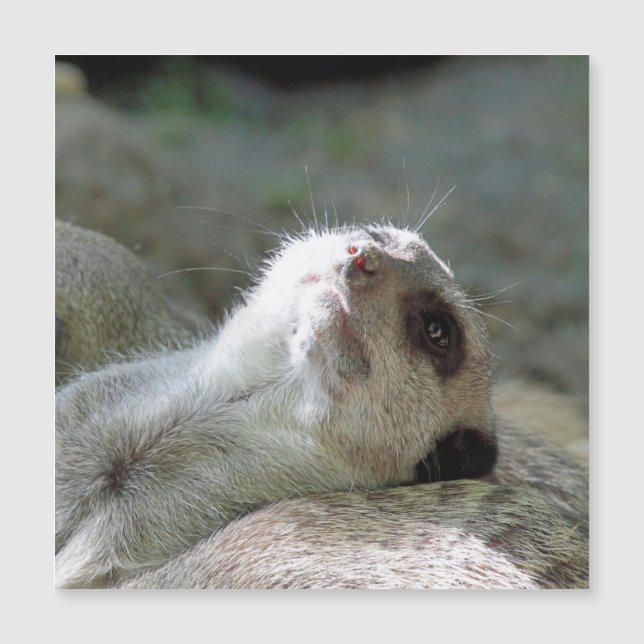 Meerkat 024 (Front)