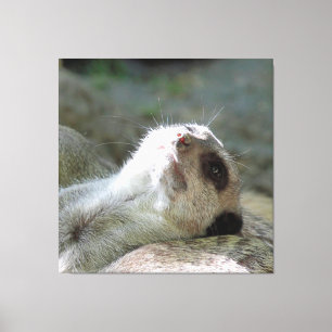 Meerkat 024 canvas print