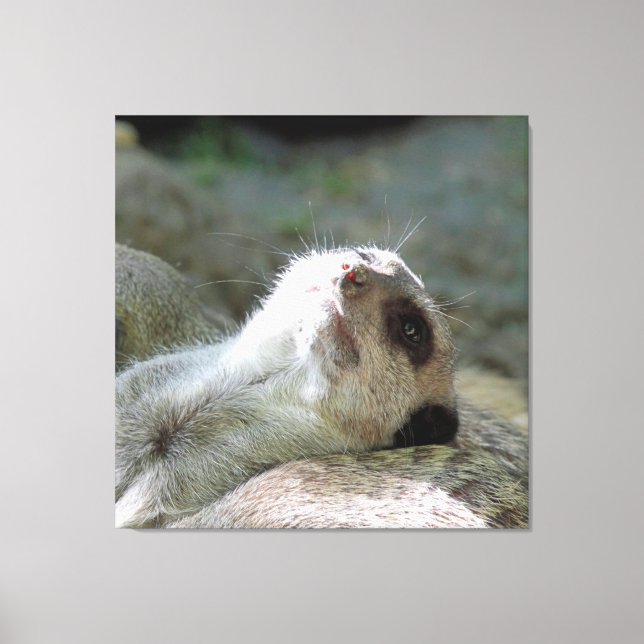 Meerkat 024 canvas print (Front)