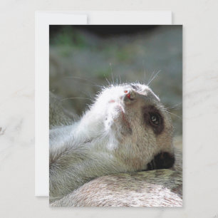 Meerkat 024 holiday card
