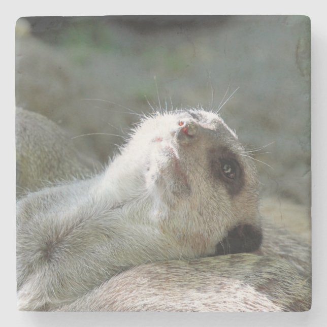 Meerkat 024 stone coaster (Front)