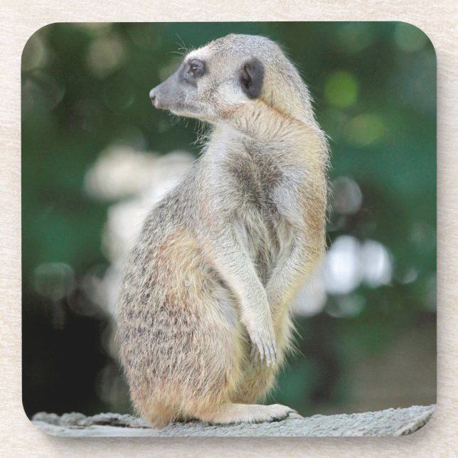 Meerkat 025 coaster (Front)