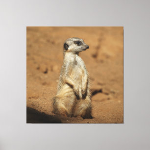 Meerkat 027 canvas print