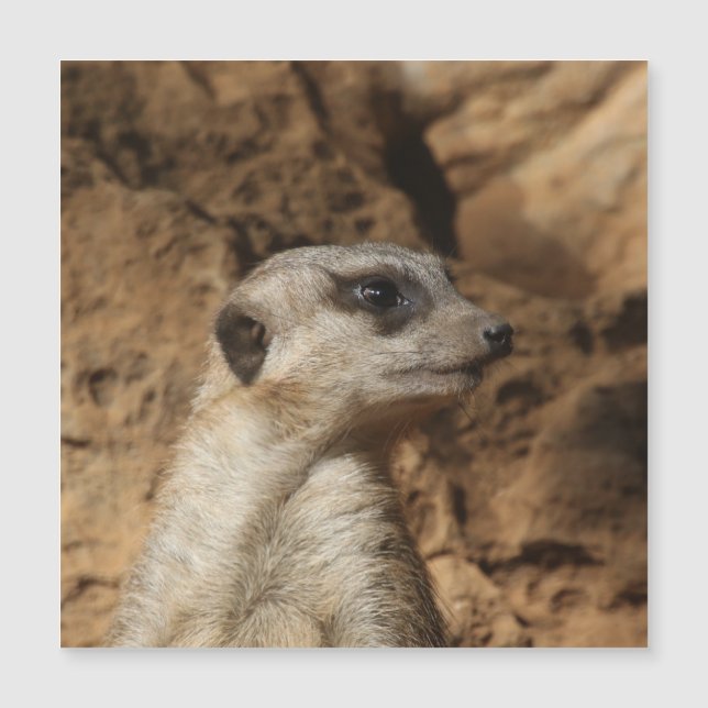 Meerkat 029 (Front)