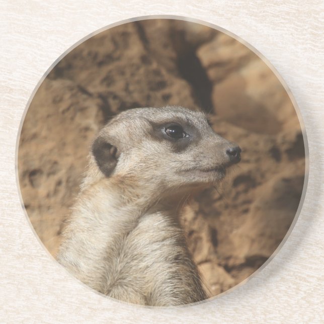 Meerkat 029 coaster (Front)