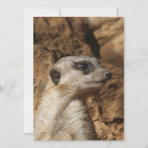 Meerkat 029 holiday card