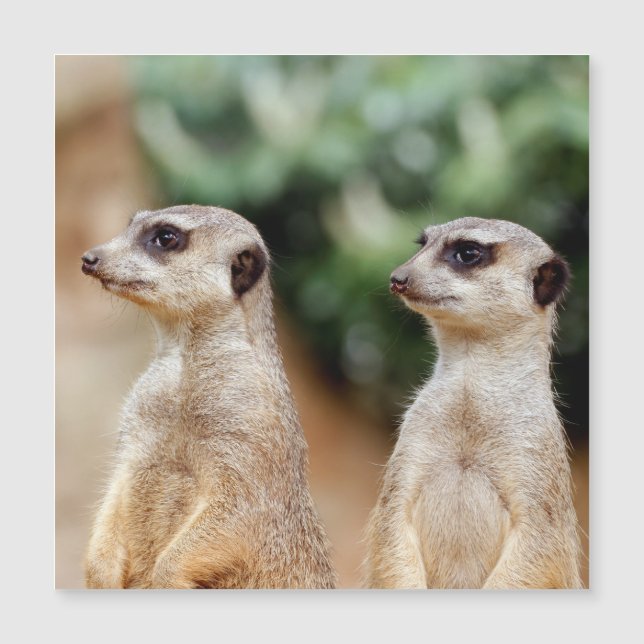 Meerkat 030 (Front)