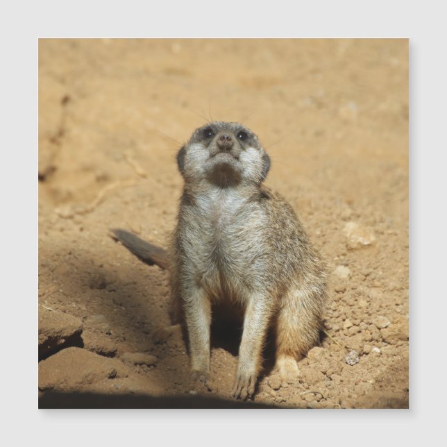 Meerkat 031 (Front)