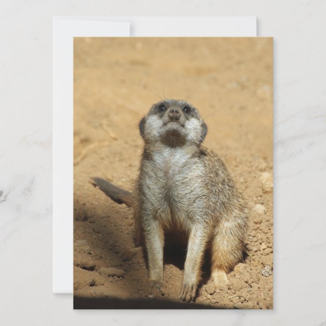 Meerkat 031 holiday card (Front)