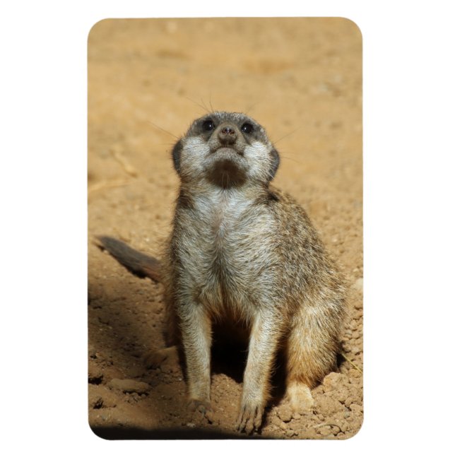 Meerkat 031 magnet (Vertical)