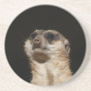 Meerkat 032 coaster