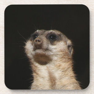Meerkat 032 coaster
