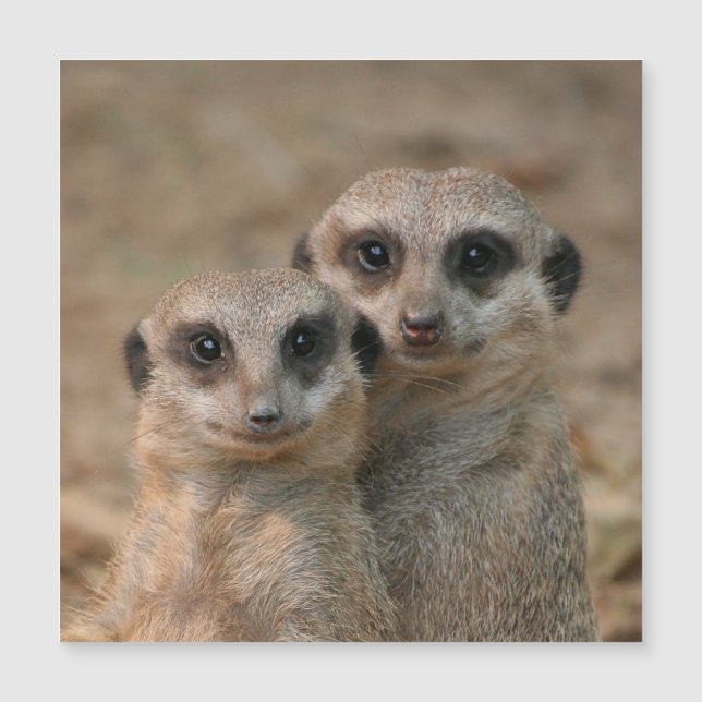 Meerkat 033 (Front)