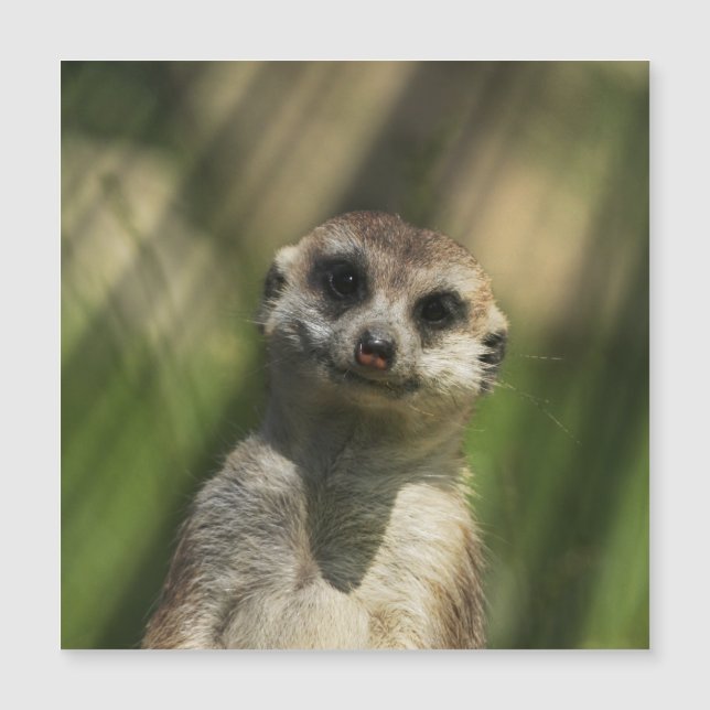 Meerkat 034 (Front)