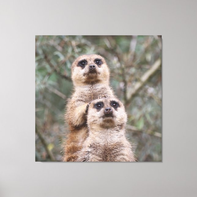 Meerkat 035 canvas print (Front)