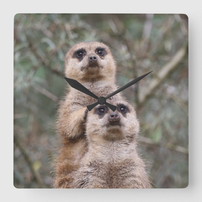 Meerkat 035 square wall clock (Front)