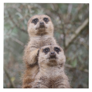 Meerkat 035 tile