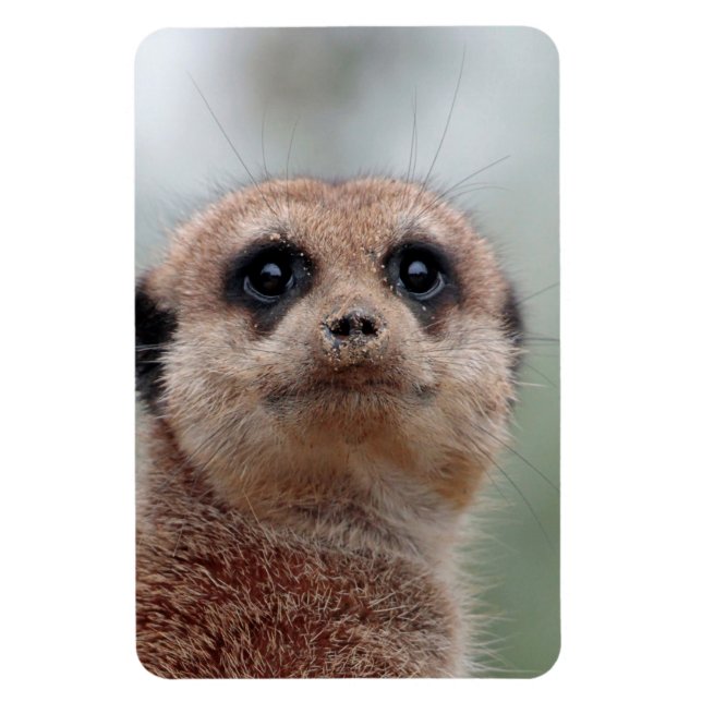 Meerkat 036 magnet (Vertical)