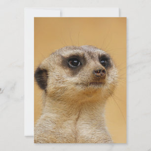 Meerkat 037 holiday card