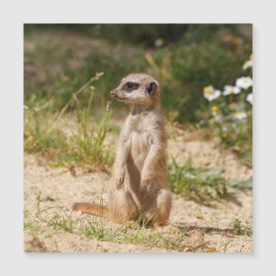 Meerkat 038