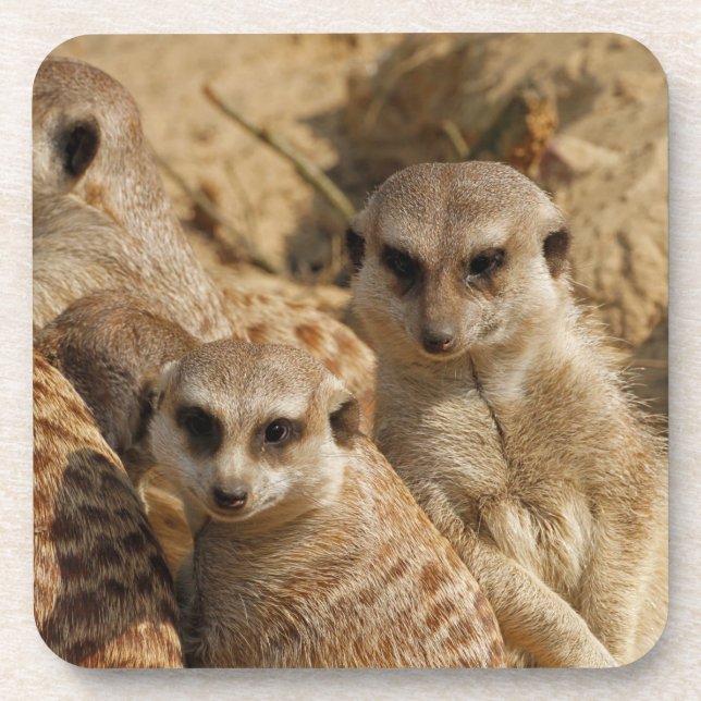 Meerkat 039 coaster (Front)