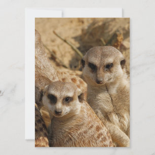 Meerkat 039 holiday card