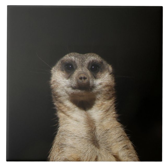 Meerkat 040 tile (Front)