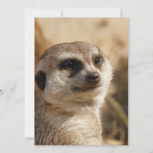 Meerkat 041 holiday card