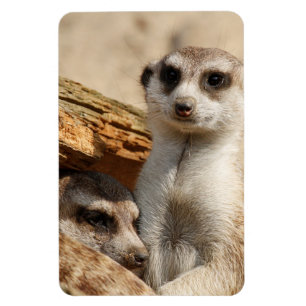 Meerkat 042 magnet