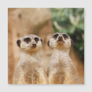 Meerkat_044