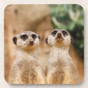 Meerkat_044 Coaster