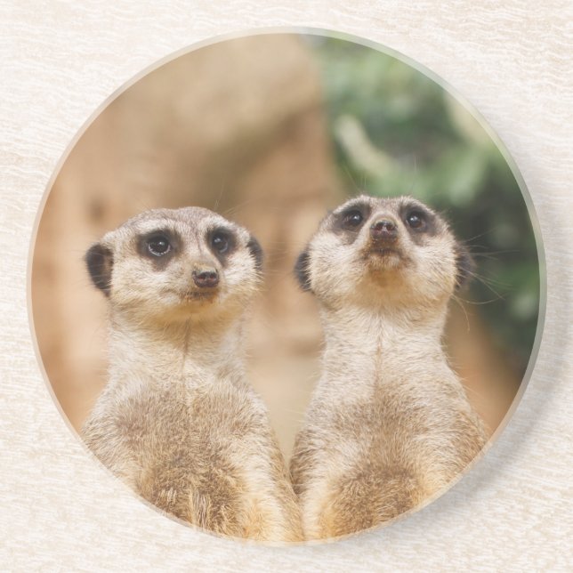 Meerkat_044 Coaster (Front)