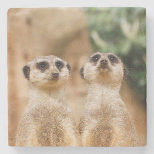 Meerkat_044 Stone Coaster