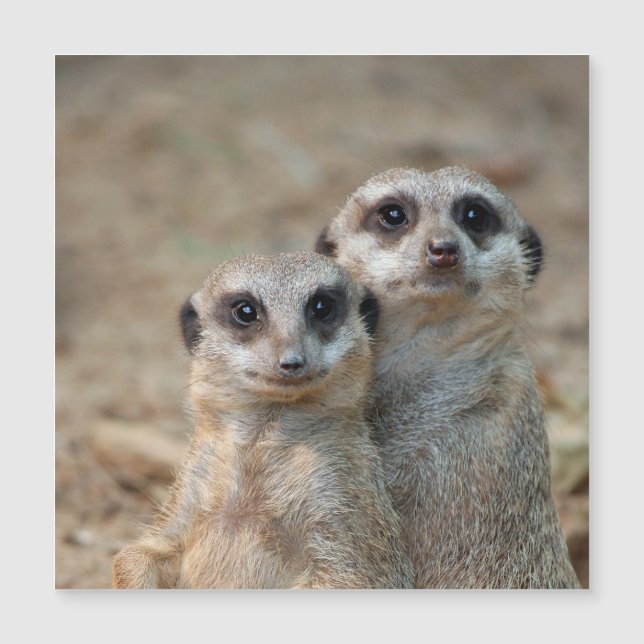 Meerkat 047 (Front)