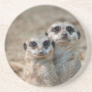 Meerkat 047 coaster