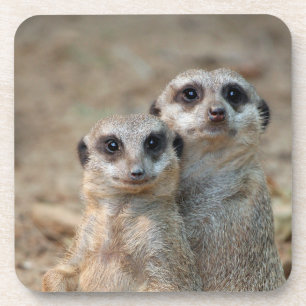 Meerkat 047 coaster