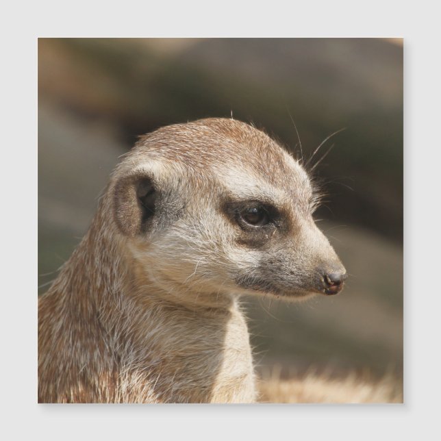 Meerkat 048 (Front)