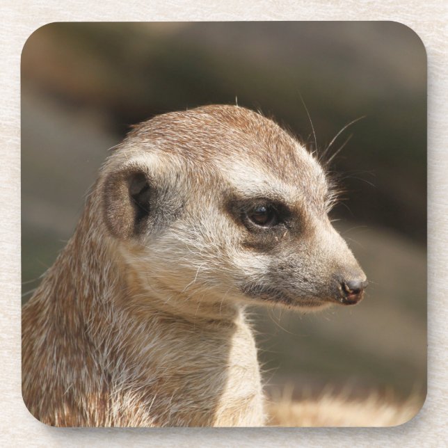 Meerkat 048 coaster (Front)