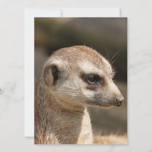 Meerkat 048 holiday card