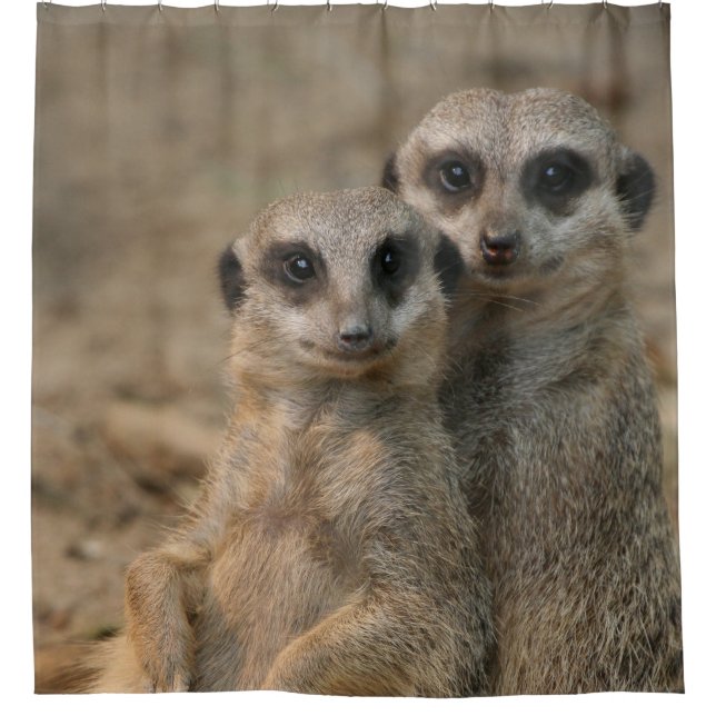 Meerkat 067 (Front)