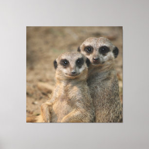 Meerkat 067 canvas print