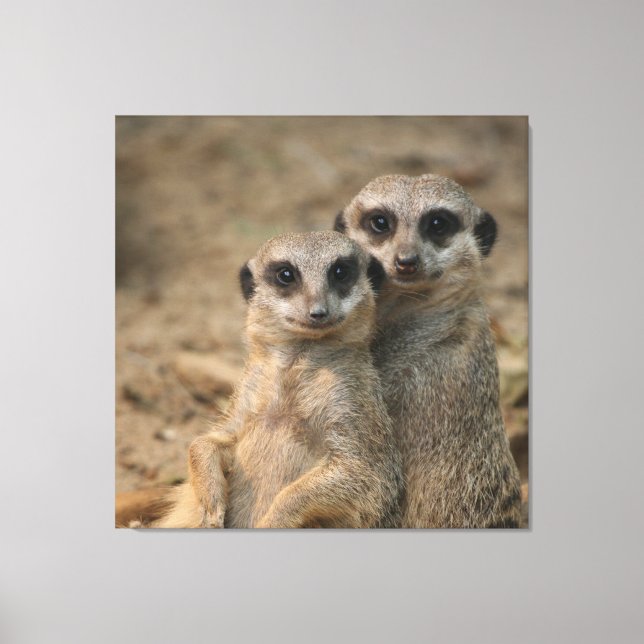 Meerkat 067 canvas print (Front)