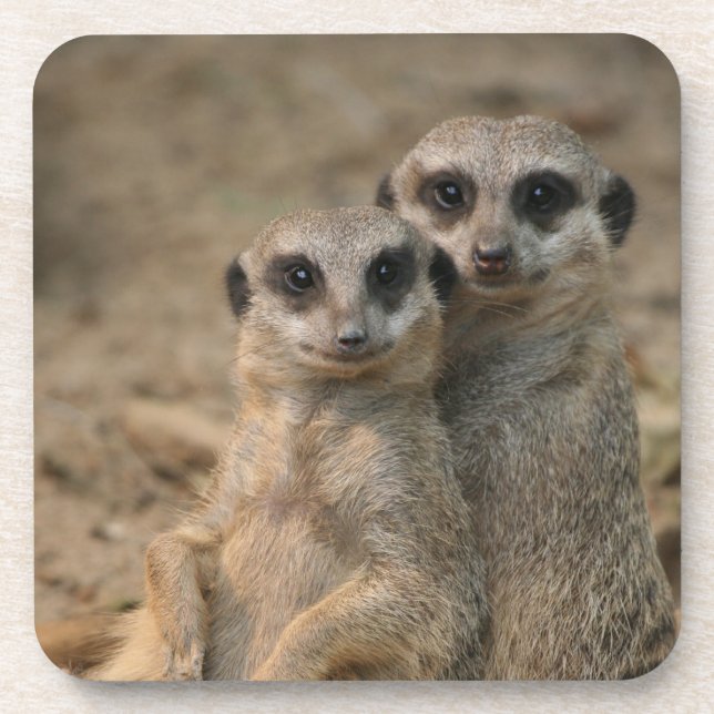 Meerkat 067 coaster (Front)